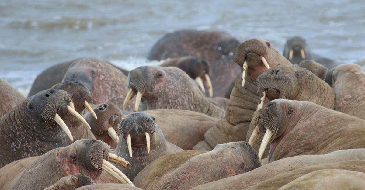 RUSSIA-ANIMALS-WALRUSES