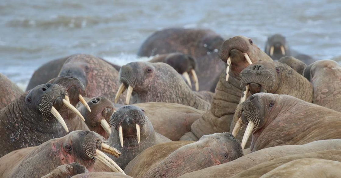 RUSSIA-ANIMALS-WALRUSES RUSSIA-ANIMALS-WALRUSES