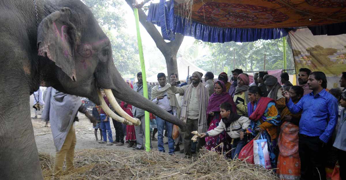 Elephants on sale during month-long Harihar Kshetra Mela or Sonepur Mela, Asia's largest cattle fair in Sonepur of Bihar's Saran district on Nov.17, 2013. (Photo: IANS) Elephants on sale during month-long Harihar Kshetra Mela or Sonepur Mela, Asia's largest cattle fair in Sonepur of Bihar's Saran district on Nov.17, 2013. (Photo: IANS)