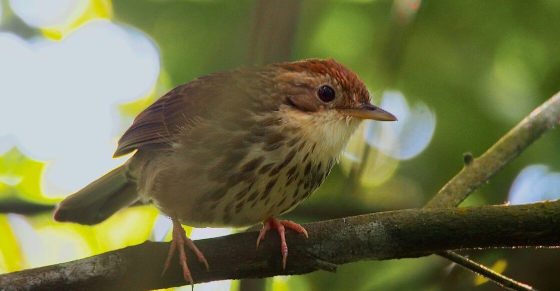 Puff-throated babbler makes first appearance in Rajasthan.