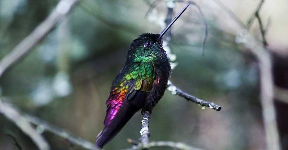 COLOMBIA-HUMMINGBIRD COLOMBIA-HUMMINGBIRD
