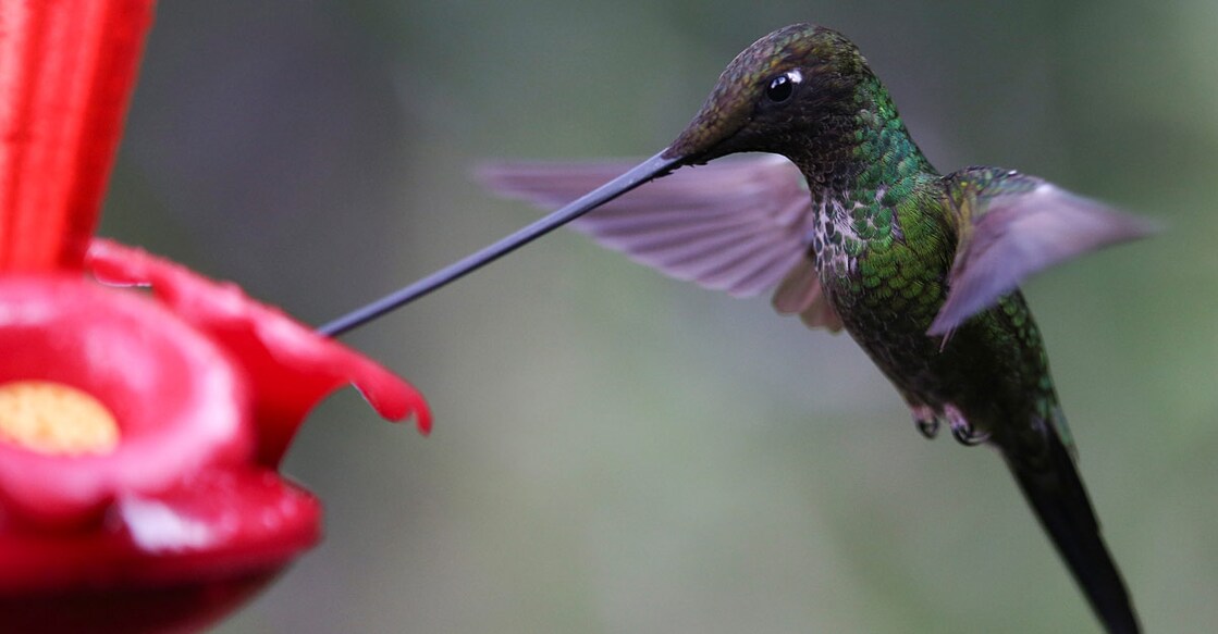 COLOMBIA-HUMMINGBIRD
