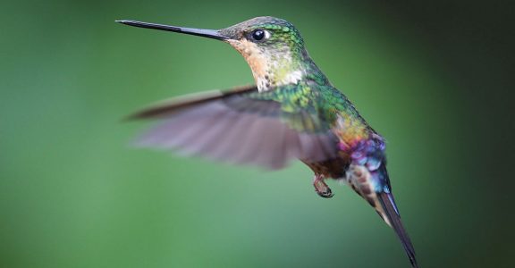 COLOMBIA-HUMMINGBIRD COLOMBIA-HUMMINGBIRD