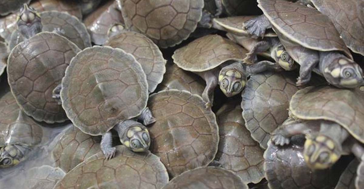 A turtle tsunami in Brazil. A turtle tsunami in Brazil.