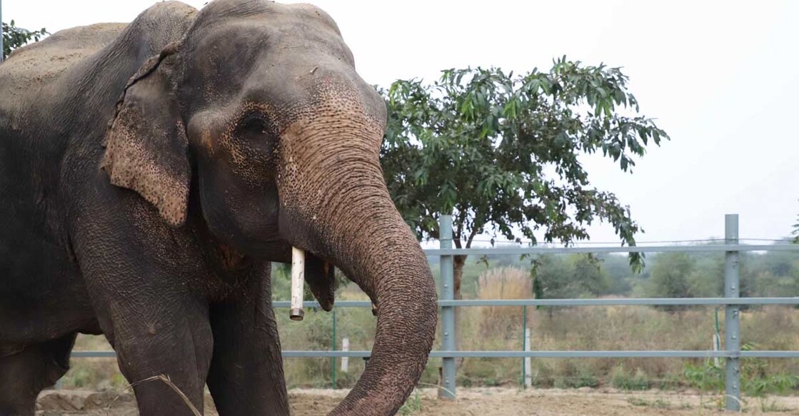 Freedom at last for Jai who walked 1,000 kms in spiked chains. Freedom at last for Jai who walked 1,000 kms in spiked chains.