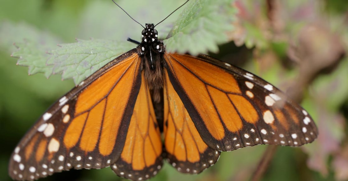 USA-WILDLIFE-MONARCH USA-WILDLIFE-MONARCH