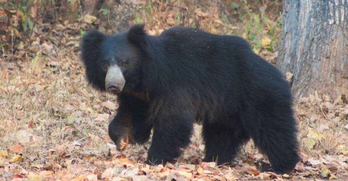 sloth bears