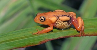 Photographic field guide to wildlife of South India released by author-naturalists
