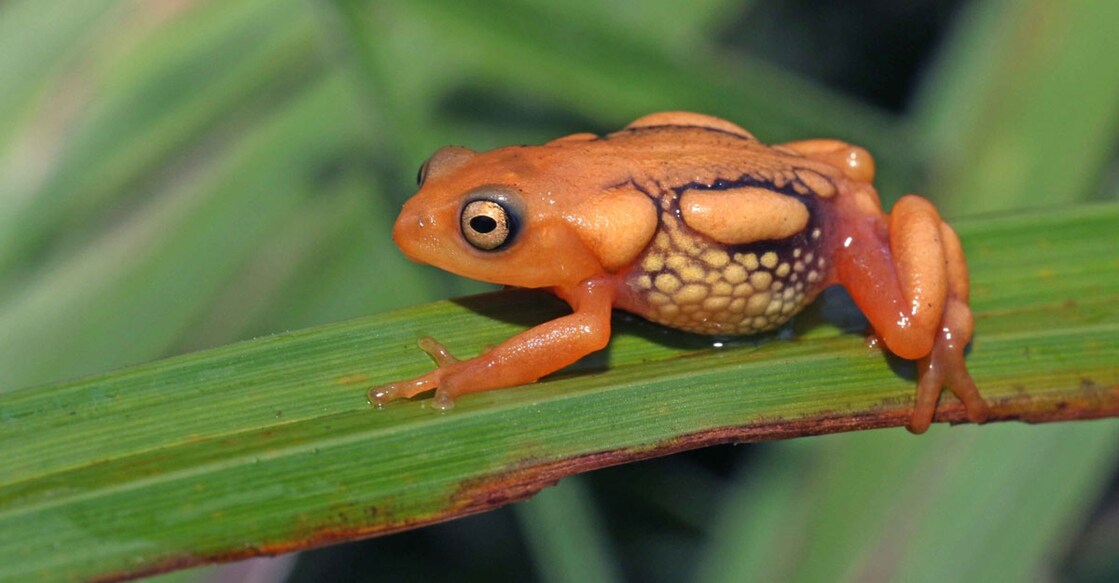Author-naturalists release photographic field guide to wildlife of South India
