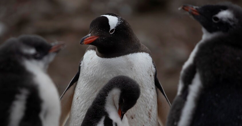 antarctica antarctica