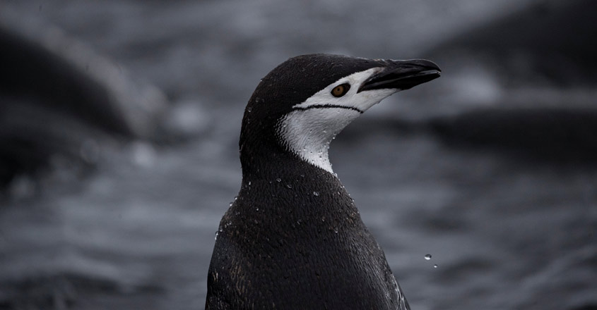 antactica-penguin
