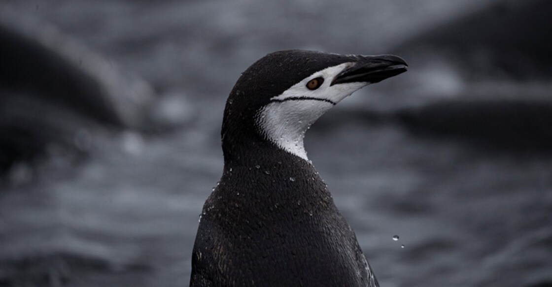 antactica-penguin antactica-penguin