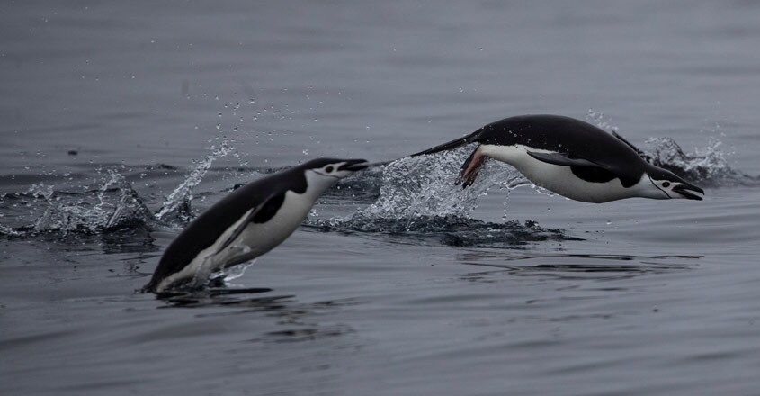 antarctica antarctica