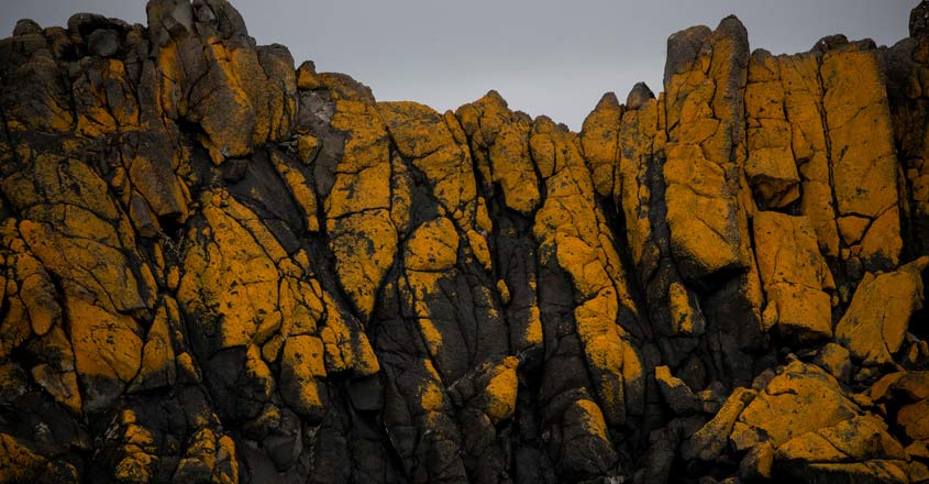 antarctica antarctica