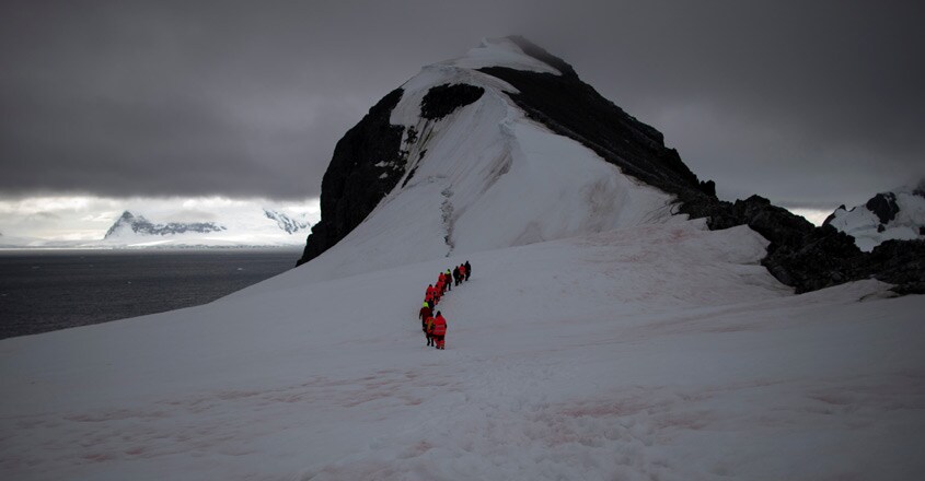 antarctica antarctica