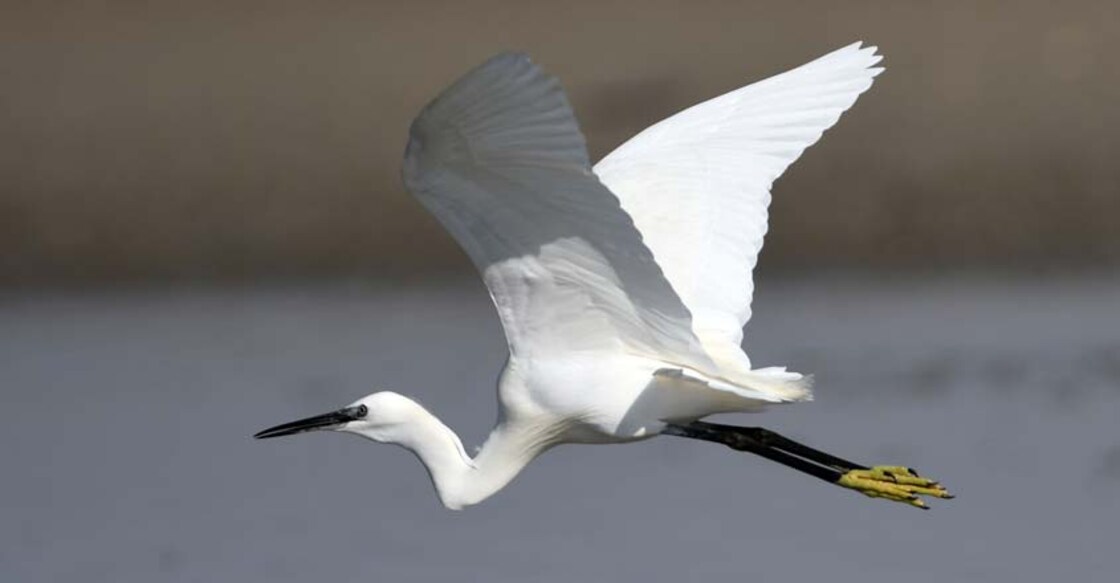 birds-species