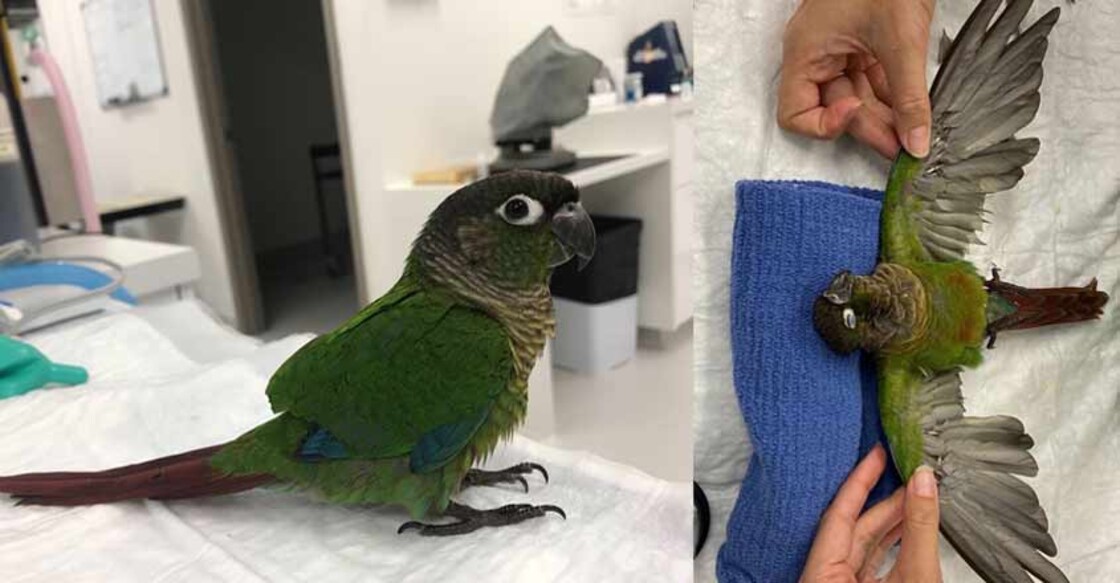 parrot