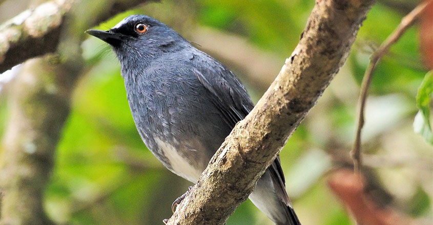 13 new bird species, 7 new butterflies added to Munnar fauna list 13 new bird species, 7 new butterflies added to Munnar fauna list