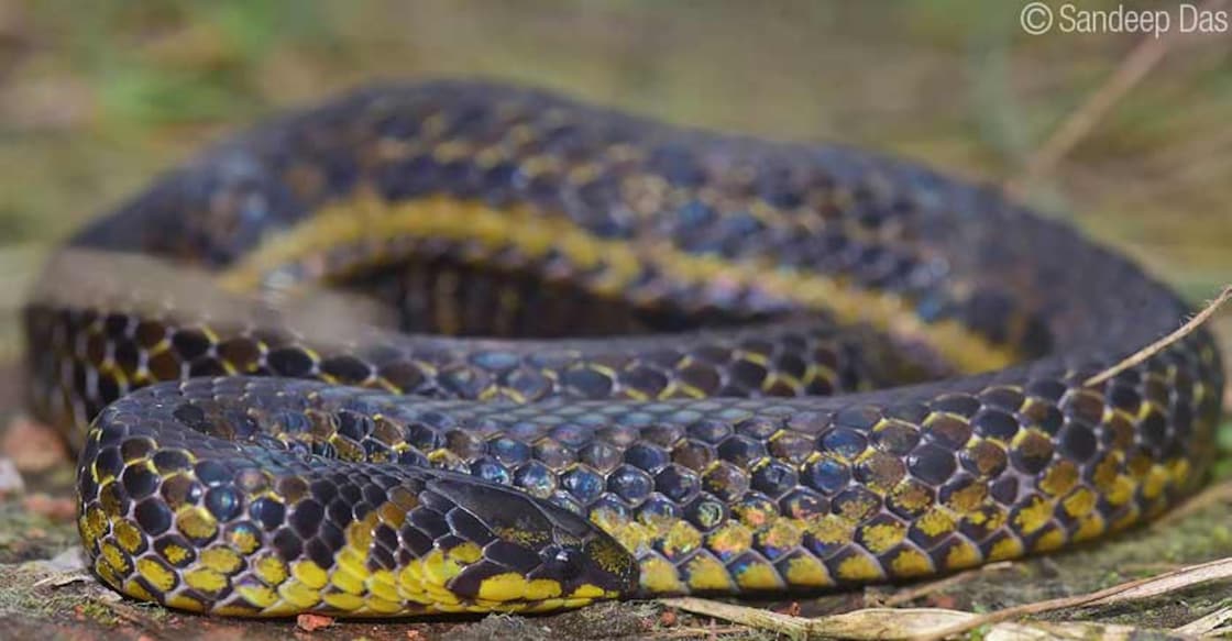 Indian researchers spot new snake species from Western Ghats Indian researchers spot new snake species from Western Ghats