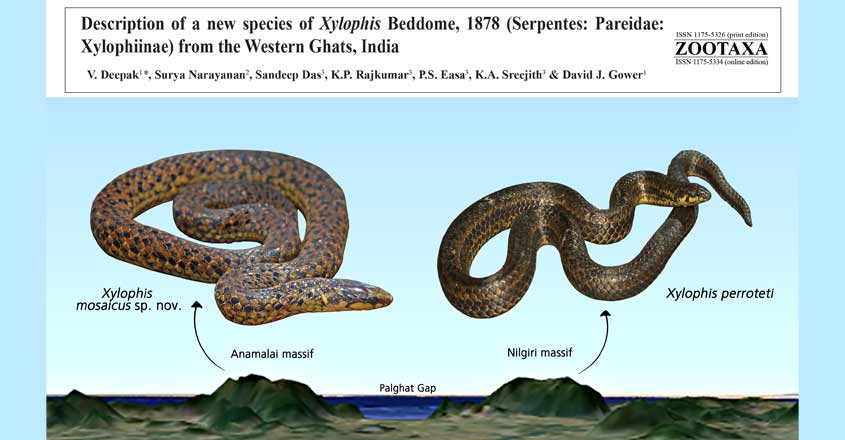 xylophis xylophis