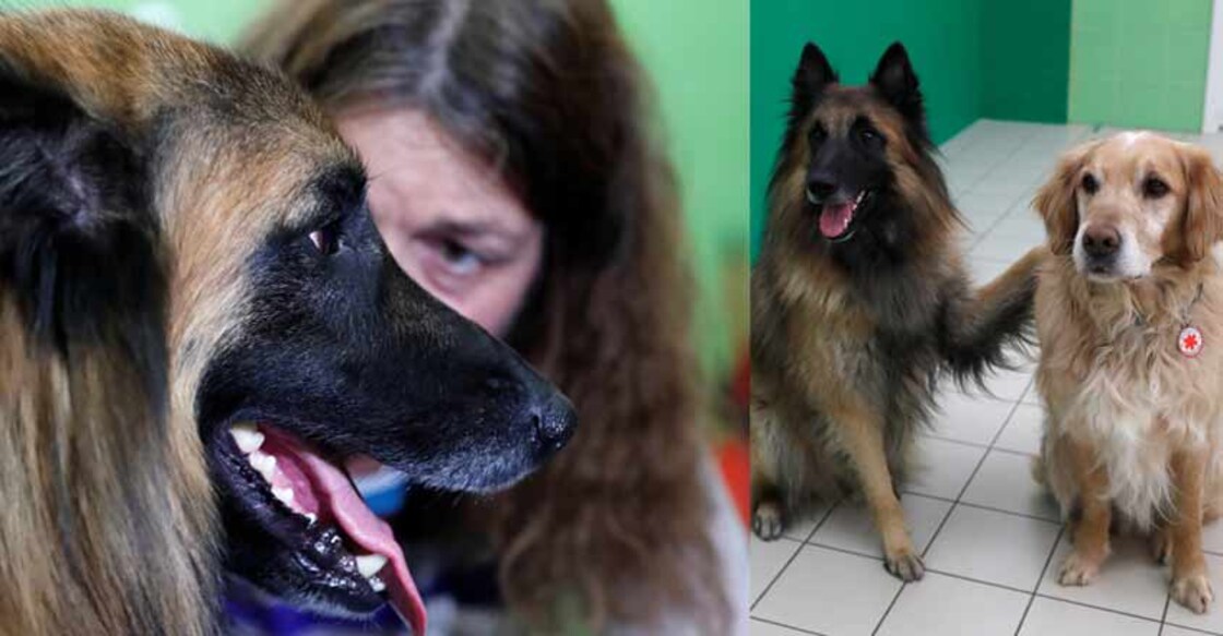 dog-with-infrared-sensor