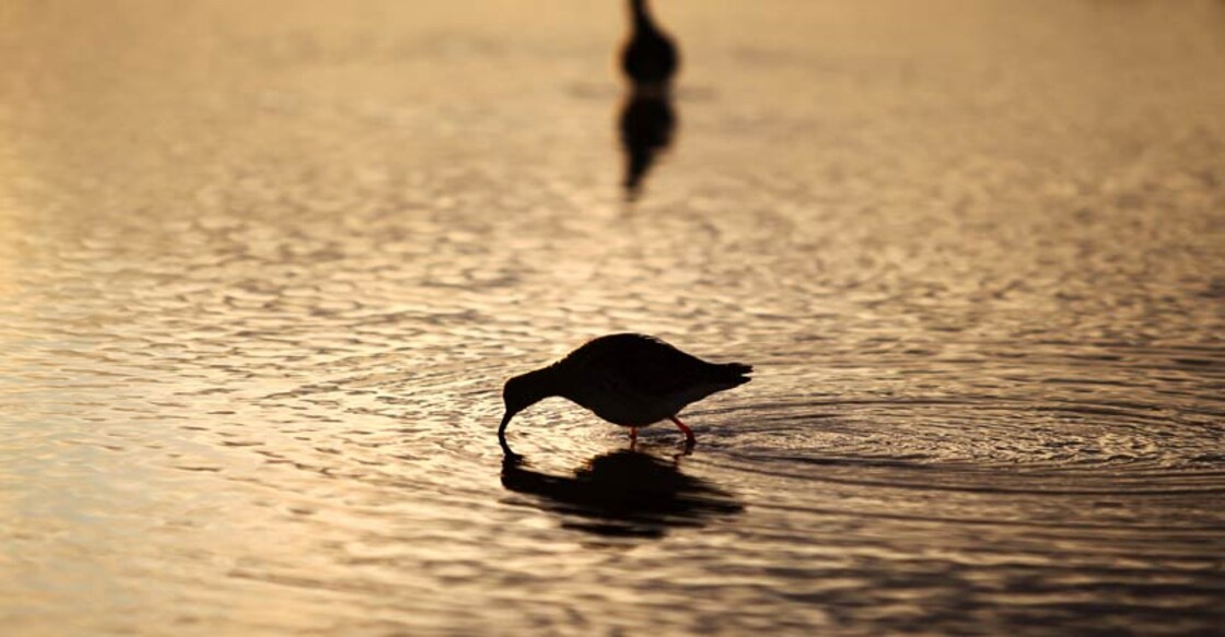 reeve-bird-photography