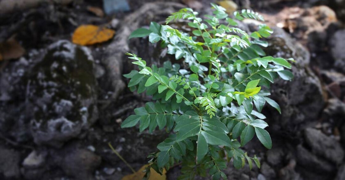 curry-leaves