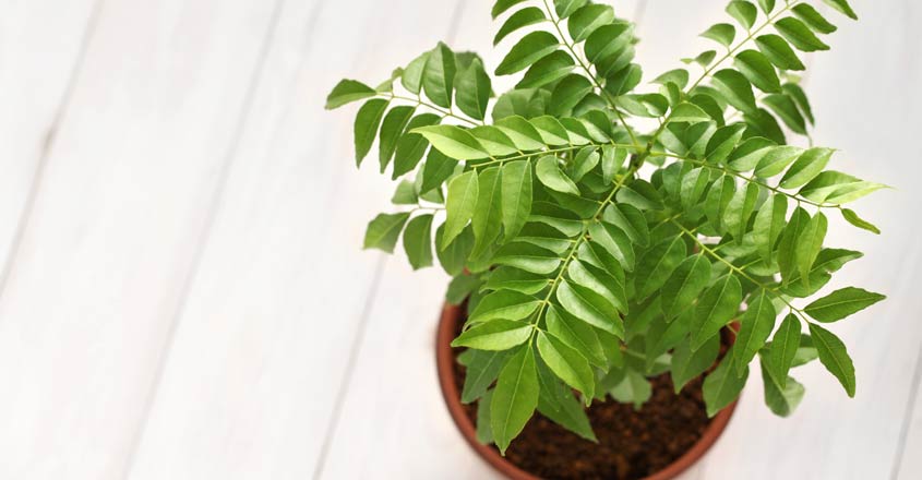 curry-leaf-tree-02 curry-leaf-tree-02