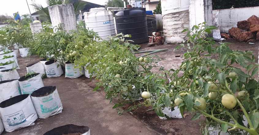 veg-tomato-terrace-3 veg-tomato-terrace-3