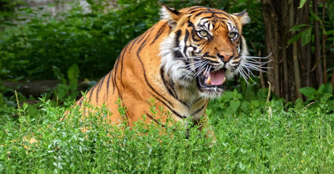 tiger tiger