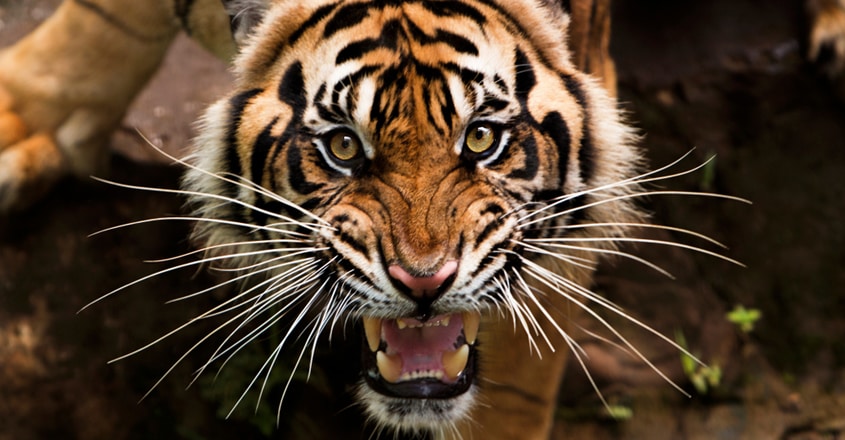 tiger tiger