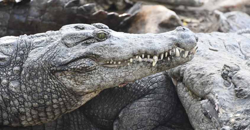 Crocodiles may shed real tears for food at Chennai reptile zoo. Crocodiles may shed real tears for food at Chennai reptile zoo.