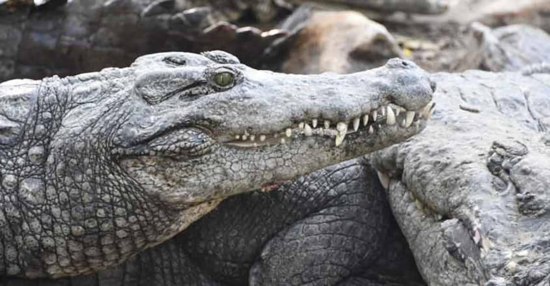 Crocodiles may shed real tears for food at Chennai reptile zoo.
