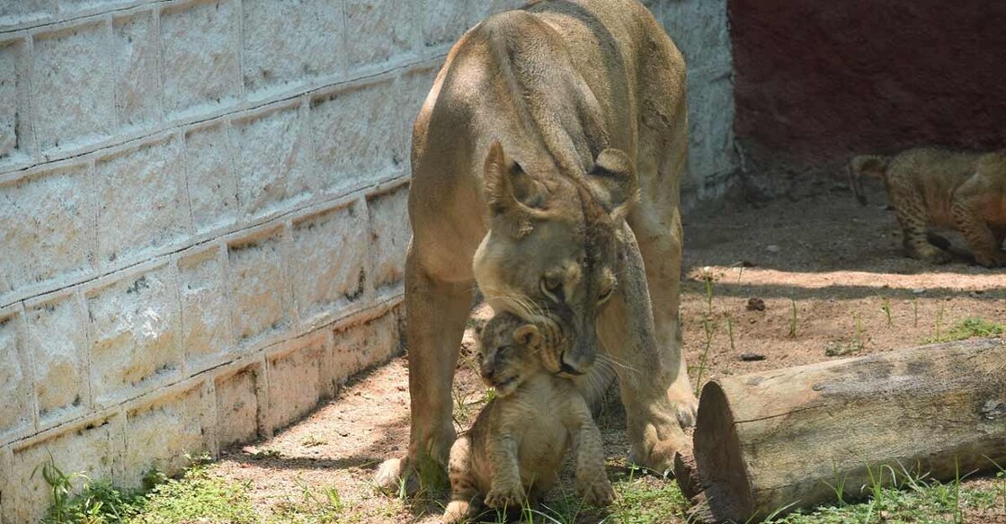 African lion cubs make first appearance at Hyderabad Zoo.
