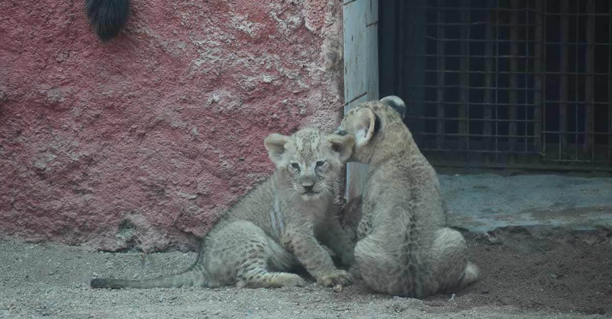 African lion cubs make first appearance at Hyderabad Zoo. African lion cubs make first appearance at Hyderabad Zoo.