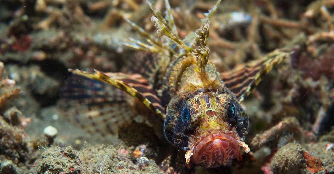 Bandtail scorpionfish. Bandtail scorpionfish.