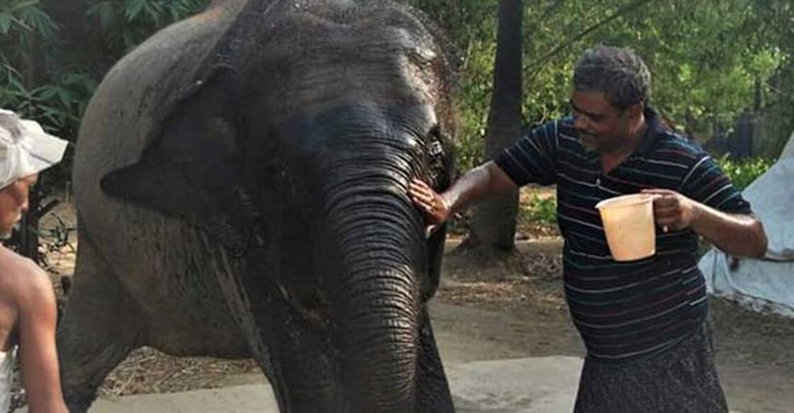 Bihar: Animal lover Akhtar Imam transfers his property to his two elephants.
