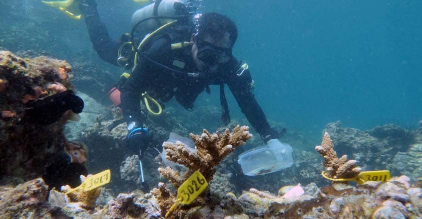 EMIRATES-ENVIRONMENT-ARTIFICIAL-CORALS EMIRATES-ENVIRONMENT-ARTIFICIAL-CORALS