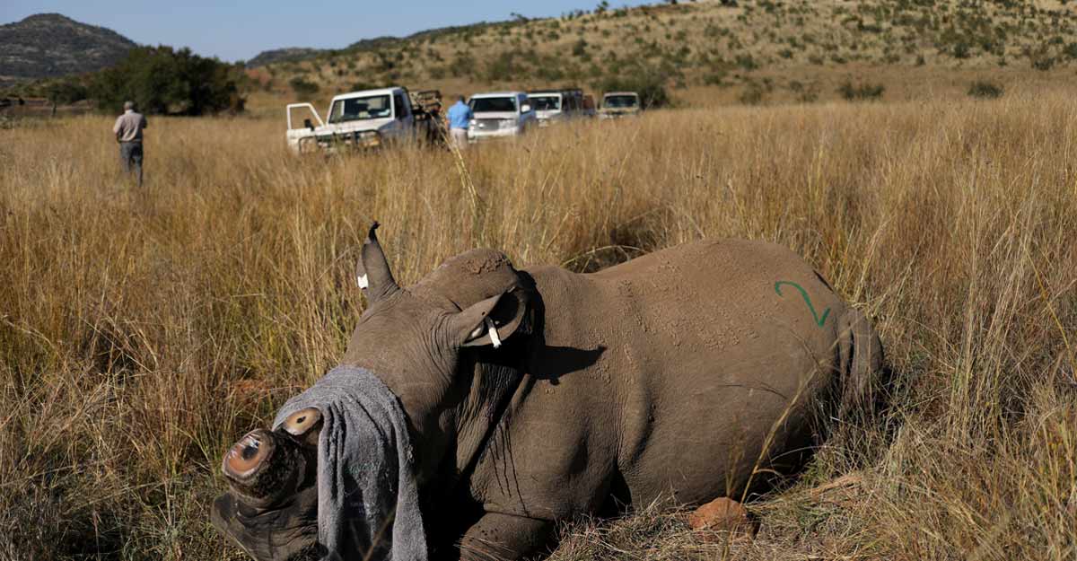 WORLD-ENVIRONMENTDAY-SAFRICA-RHINOS