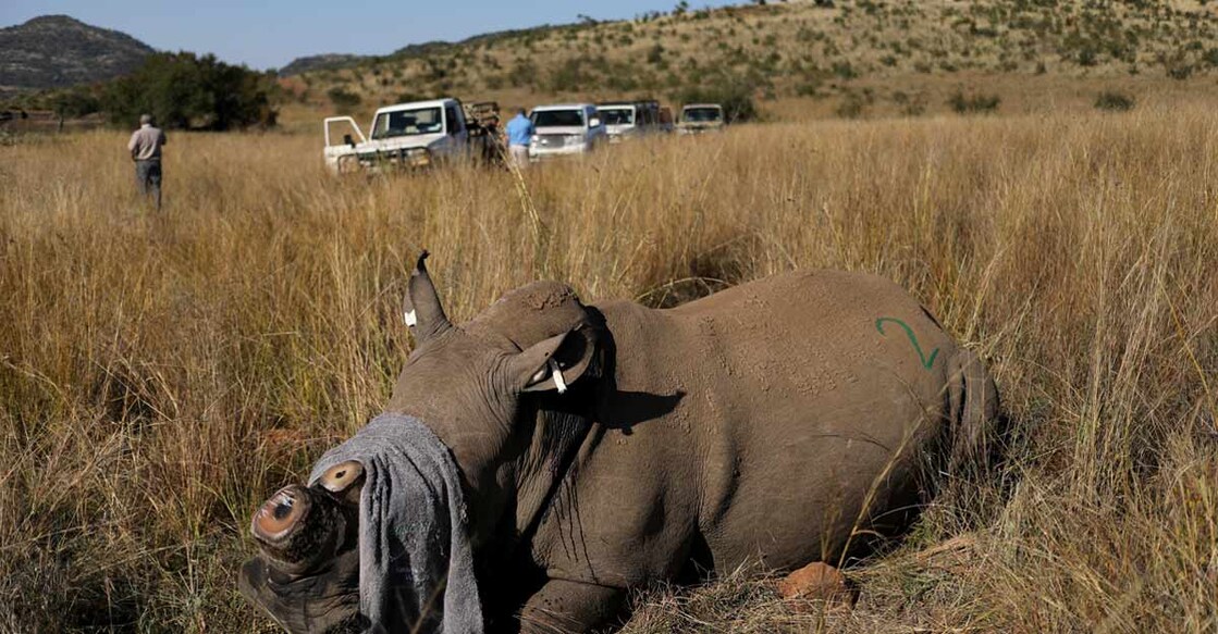 WORLD-ENVIRONMENTDAY-SAFRICA-RHINOS