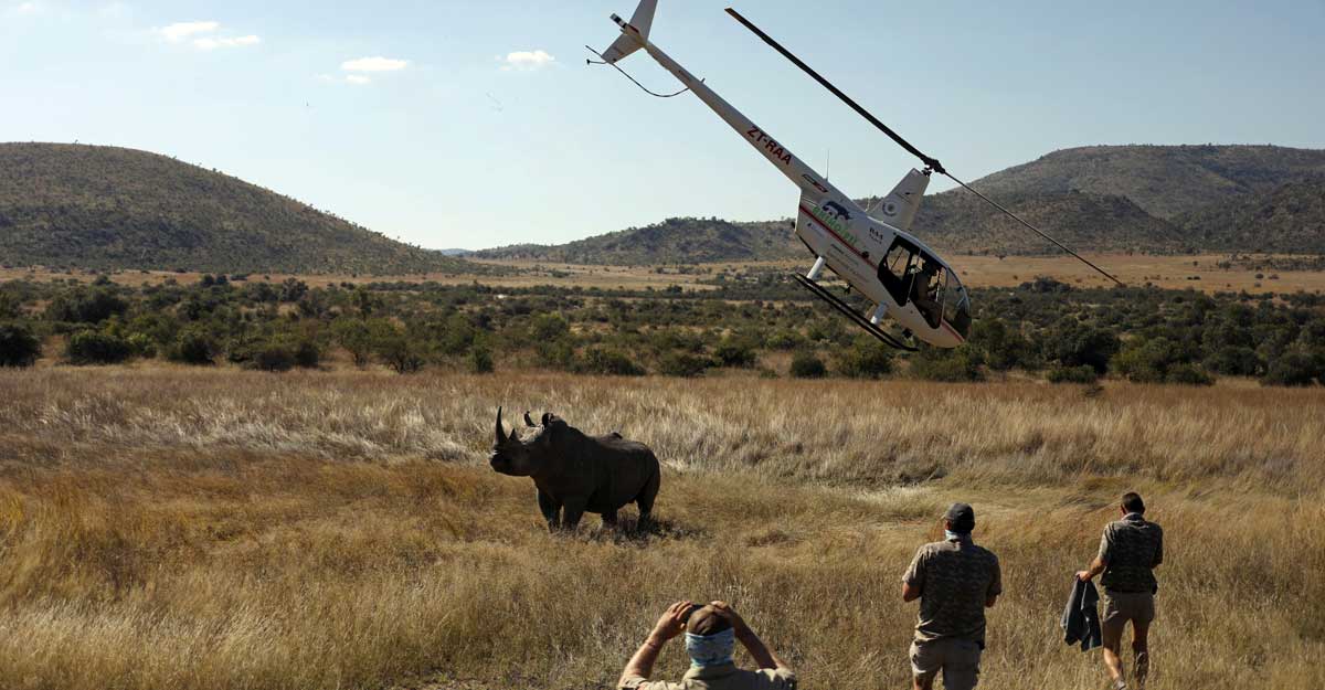 rhino-dehorned rhino-dehorned