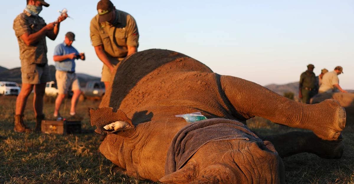 rhino-dehorned rhino-dehorned