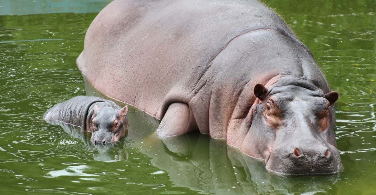 Hippo calf's birth in Bengaluru Zoo good news amid COVID-19 crisis Hippo calf's birth in Bengaluru Zoo good news amid COVID-19 crisis