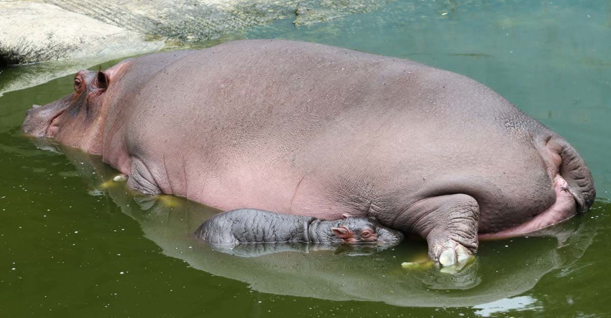 Hippo calf's birth in Bengaluru Zoo good news amid COVID-19 crisis Hippo calf's birth in Bengaluru Zoo good news amid COVID-19 crisis