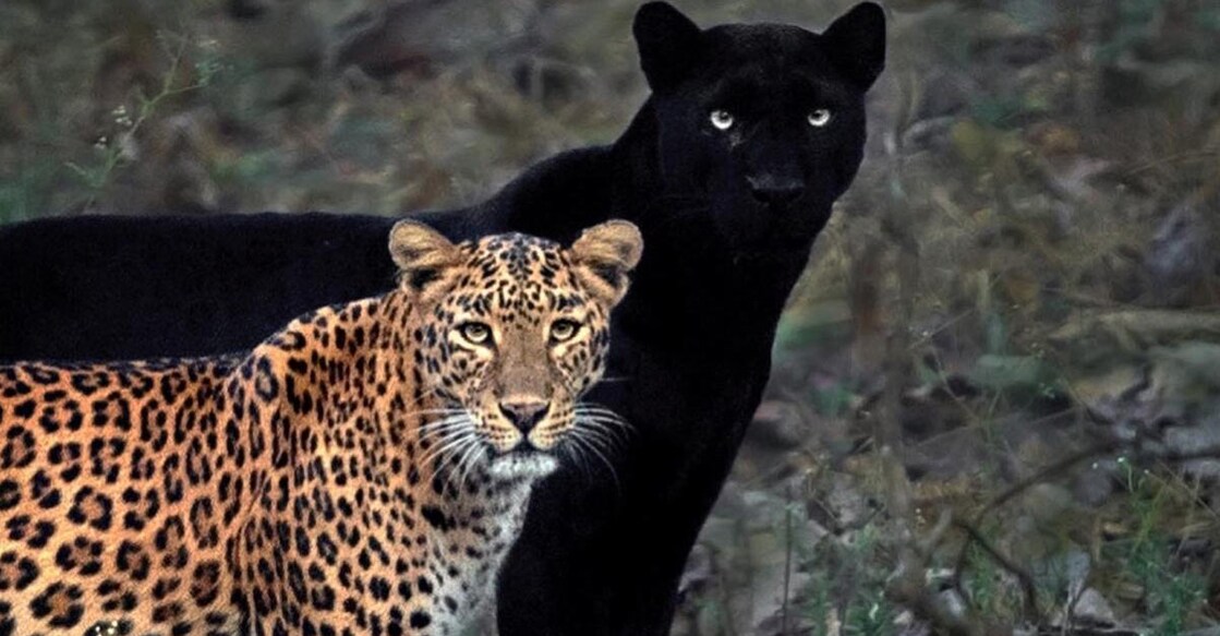 wildlife photograph