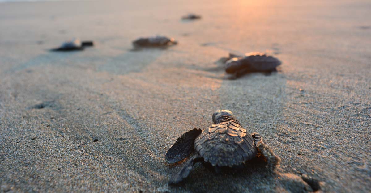 Sea turtle Sea turtle