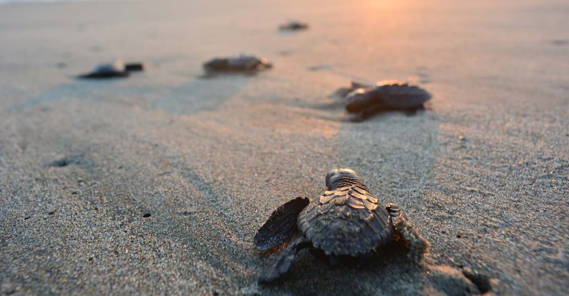 Sea turtle Sea turtle