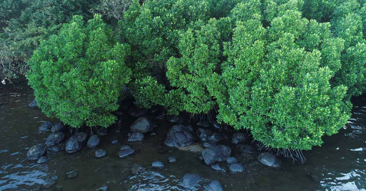mauritius oil spill mauritius oil spill