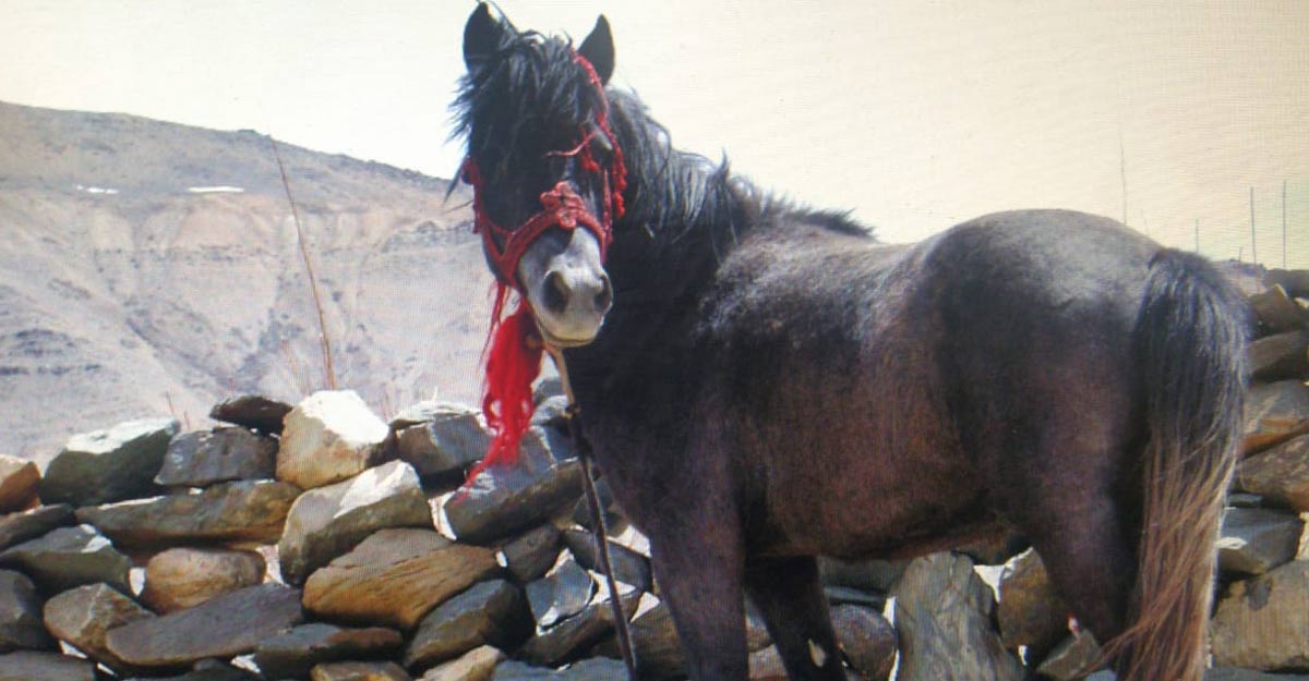 Himachal rearing endangered Chamurthi horses
