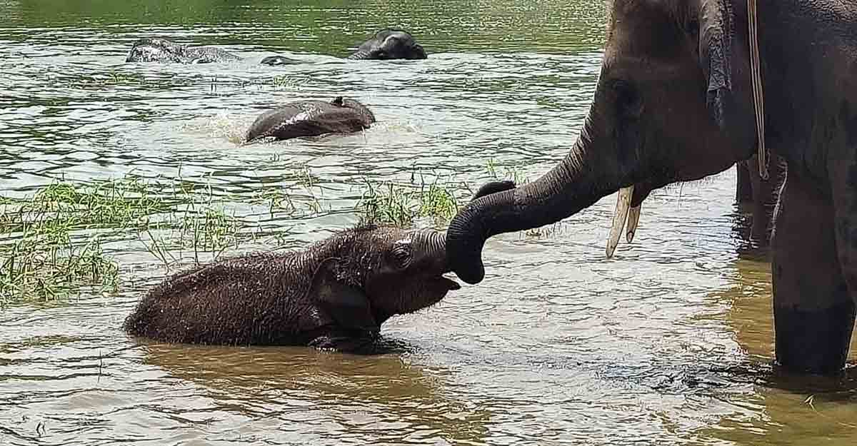 B'luru Zoo names elephant calf after Sudha Murthy for contribution B'luru Zoo names elephant calf after Sudha Murthy for contribution